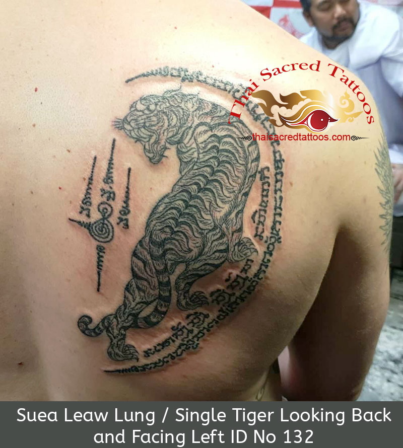 Thai Tattoo Single Tiger. Suea Leaw Lung Looking Back and Facing Left